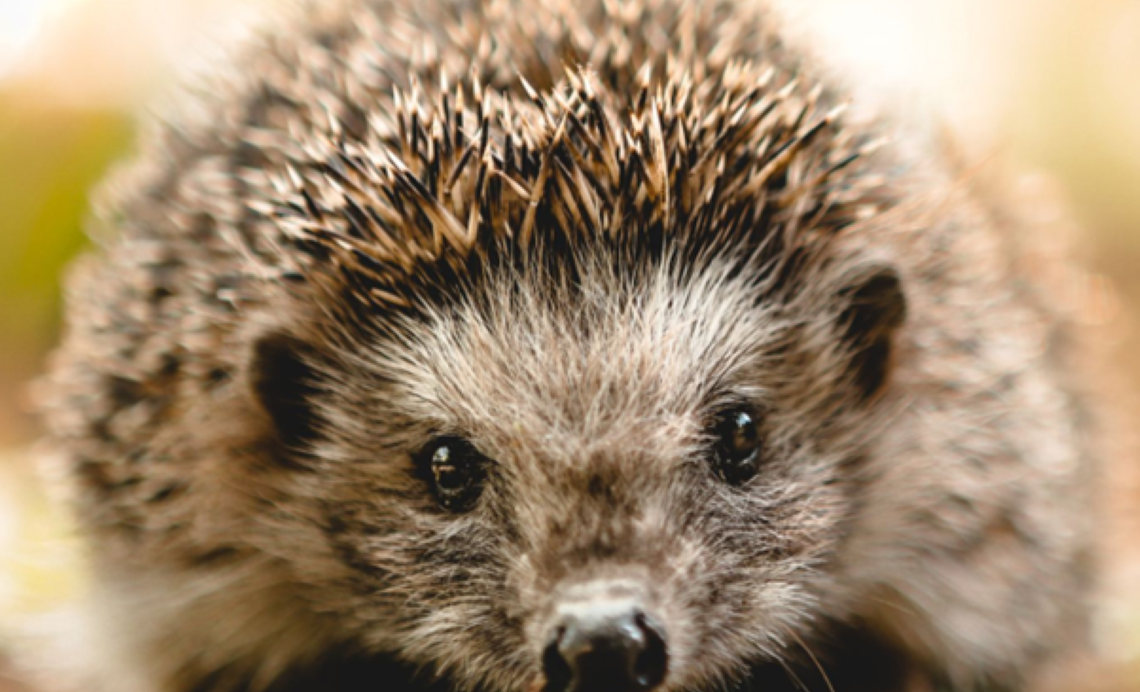 Hedgehog Highways