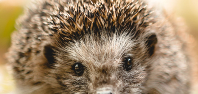 Hedgehog Highways